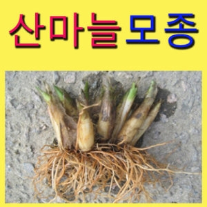산채골농장 산마늘모종 50개_이미지