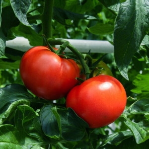 국내산 완숙 찰 토마토 쥬스용토마토 주스용 못난이