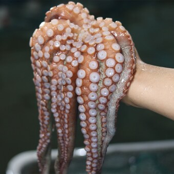 활 돌<b>문어</b> 2kg