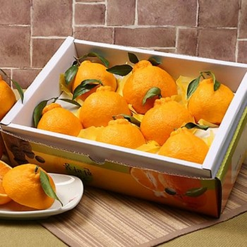 ���ٿ� ��ǰ ���� �Ѷ�� 7~10��(��) 3kg