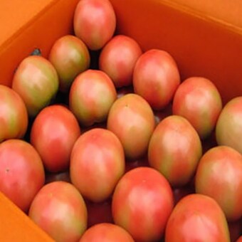 땡이네과일가게 찰<b>토마토</b> 5번 소과 <b>5kg</b>
