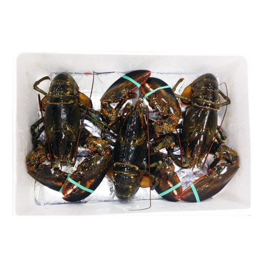 노량진수산시장 활 랍스타 2.5kg (1개)