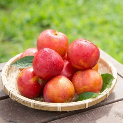 착한식탁 노지 햇 자두 대과 3kg (1개)