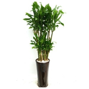 해피트리 돈을부르는나무 황금죽 금전수 해피트리 개업축하화분