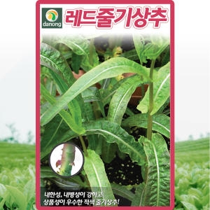 레드줄기 상추 씨앗 적궁채나물 씨 종자 1000립