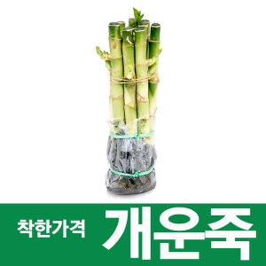 소울라인 개운죽 20cm 공기정화식물