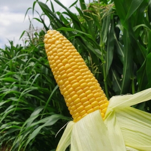 [불명] 초당옥수수 특품 15cm이상