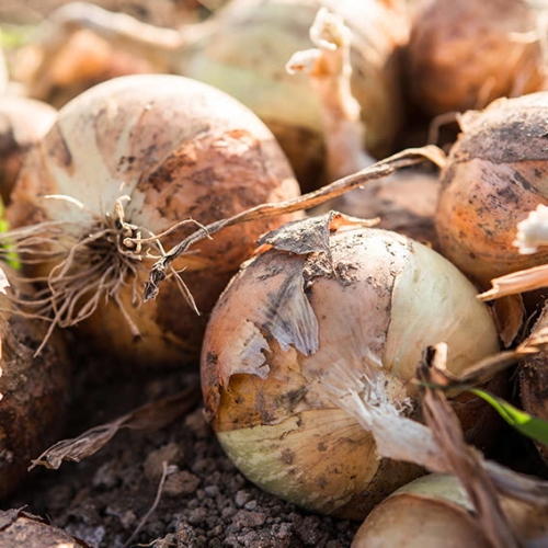 우체국쇼핑 23년 갓수확 무안 햇 와송 양파 3kg 중대혼합