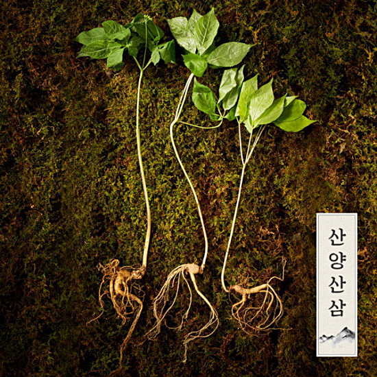 명가일품 강원도 토종 산양삼 7~8년근 6뿌리 (1개)_이미지
