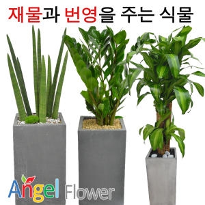 산세베리아/킹벤자민/금전수/공기정화식물