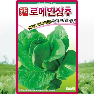 아시아종묘 로메인상추 씨앗 1500립 그린로메인 상추 씨앗 씨 종자_이미지