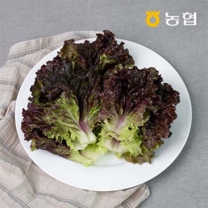 자연맛남 GAP인증 농협선별 적상추 1kg_이미지