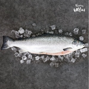 바른씨 노르웨이 연어 6.5kg내외 [1개]