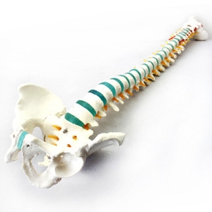  오피스안 인체 골반 척추모형 to PVC고무재질