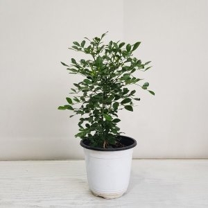 오렌지자스민/공기정화식물/반려식물