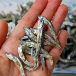 거제섬멸치 남해안 중멸치 1.5kg