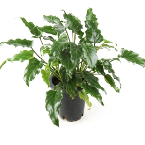 ������ ���� ��ǰ ������ ȣ������ ������ȭ�Ĺ� �̼�����