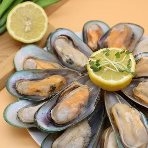 뉴질랜드 초록 그린홍합