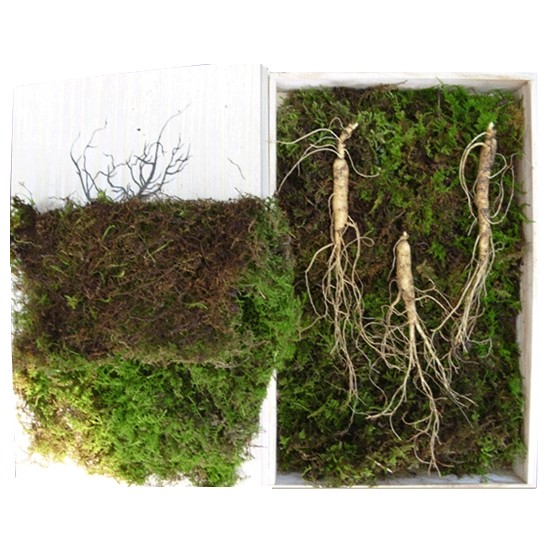 내장산 장뇌산삼 8~9년근 5뿌리 (1개)