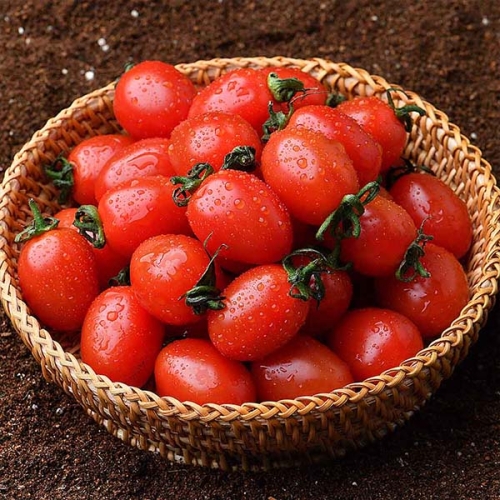 ����� �ڿ����� ������ ���߹���丶�� �ξ�� 1-3���� 2kg