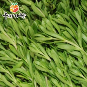 우리가락 돌나물 500g / 돗나물,돈나물