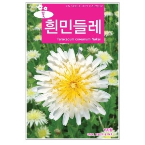 흰민들레 씨앗 민들레꽃씨앗 백민들레 하얀민들레 꽃