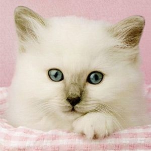 오너클랜 클레멘토니 직소퍼즐 500조각 렉돌고양이 CL30391 사진퍼즐 동물퍼즐 취미퍼즐 1개 1개