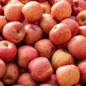 더조은 경북 꿀부사 사과 가정용 35-38과(개) 10kg (1개)_이미지