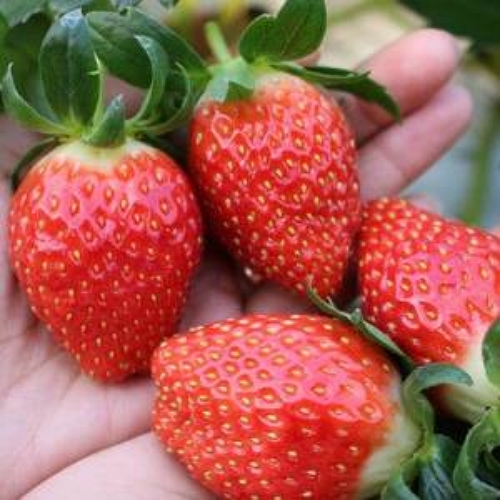 철따라농산물 설향딸기 상품 55개(과)내외 1kg (1개)