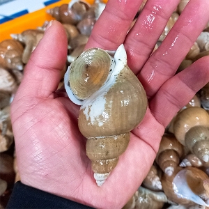자연맛남 산지직송 동해안 자연산 백골뱅이 1kg 대/20미내외/산소포장이미지입니다. 누르면 해당 게시물로 새창이동합니다.