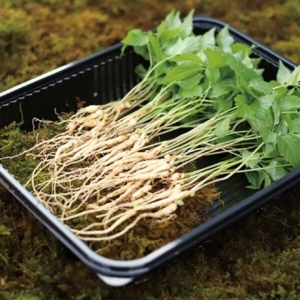 감동몰 장성농장 문영철님의 새싹삼 미니 50수(1~2년생) (1개)