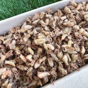 신건호멸치 건꼴뚜기 상급 1kg (1개)_이미지