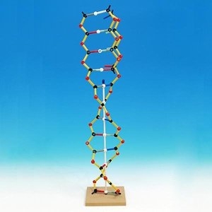 사이언스119 DNA-RNA 키트궤도/JS-32589/생물실험_이미지