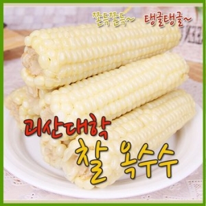괴산 대학찰옥수수