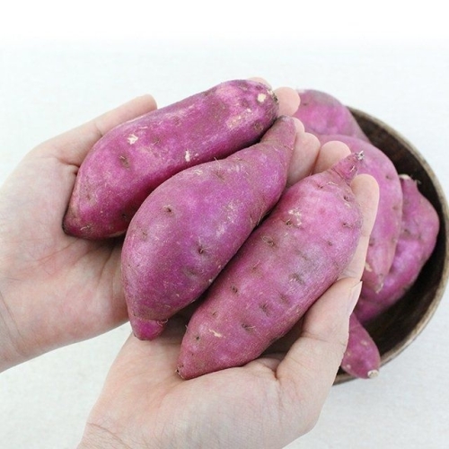 친환경팔도 팔도농장 세척 꿀 밤고구마 중 3kg 1개 3kg