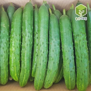 농산다모임 취청<b>오이</b> 특 5kg