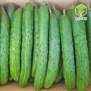 농산다모임 취청<b>오이</b> 특 5kg