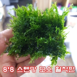 아쿠아펫 모스활착 크리스마스모스 스텐망 활착 1개