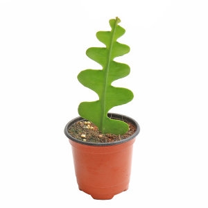 갑조네 피쉬본 지그재그선인장 생선뼈선인장 다육식물_이미지