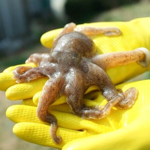 자연맛남 활 쭈꾸미 7-15미 1kg [1개]