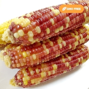 �õ� �˷ϴ޷� ���� ��������
