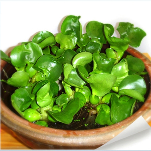 ������ �����Ĺ� �η����� 1��