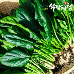 식탐대첩 손질 시금치 특품 4kg (1개)_이미지
