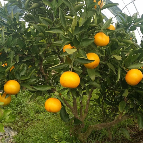 진주농원 황금향 4년생