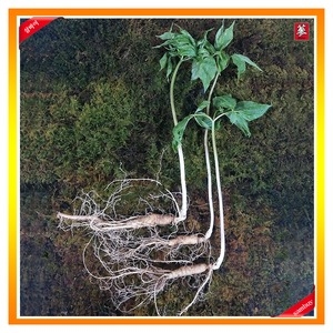 한반도산삼마을영농조합 삼바이 토종 산양산삼 5년근 3뿌리 선물세트