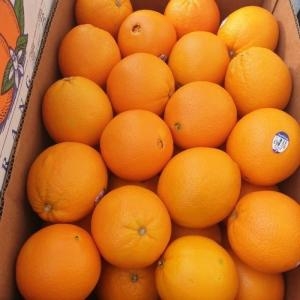 블랙라벨 달콤 한 고당도 오렌지 중대과 10kg