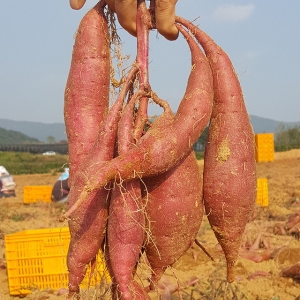 해남 햇 꿀고구마 한입 10kg