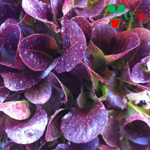 ����114 ������ ���� 6�� ������ �Թ� ���� ���� ä�� ����