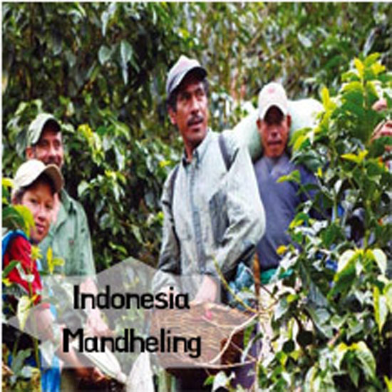 필더컵 인도네시아 수마트라 만델링 1kg