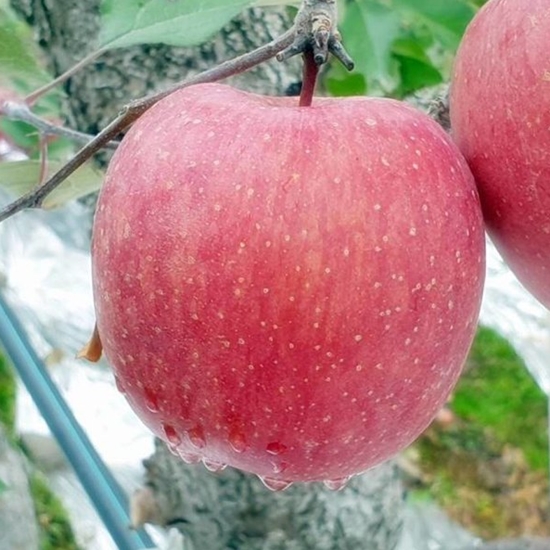 청년e품다 온거로 맛있는 꿀부사 꼬마사과 22~25개(과) 5kg (1개)_이미지